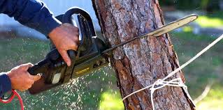 Professional Tree Care in Five Corners, WA