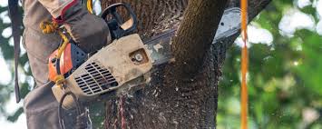 Best Tree Health Inspection  in Five Corners, WA