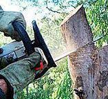  Five Corners, WA Tree Care Pros
