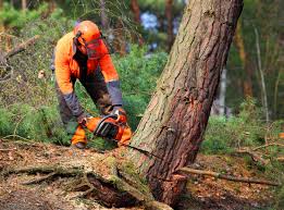 Best Leaf Removal  in Five Corners, WA