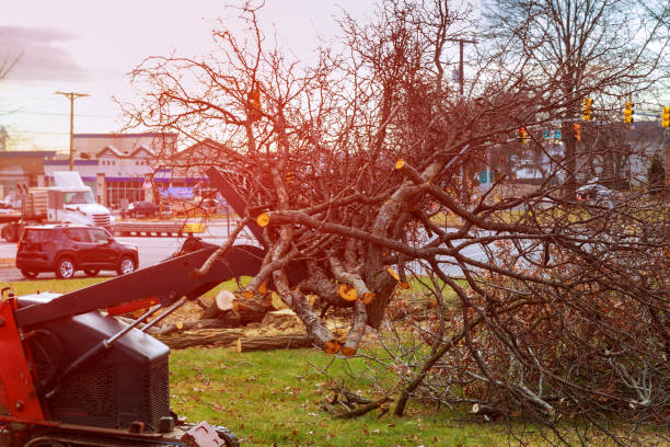 Best Tree and Shrub Care  in Five Corners, WA