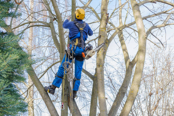 Best Lawn Maintenance Plans  in Five Corners, WA