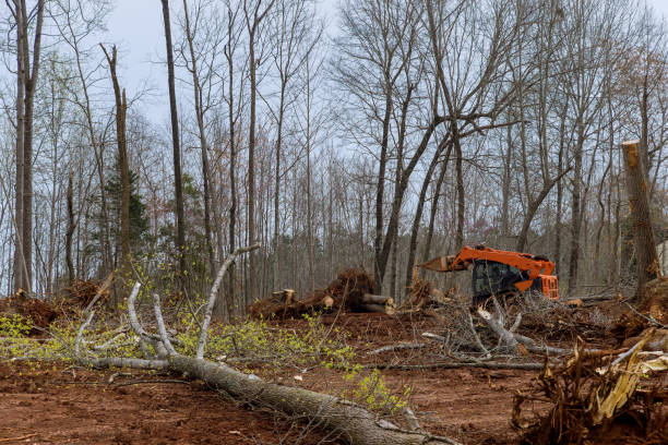 Best Seasonal Cleanup (Spring/Fall)  in Five Corners, WA