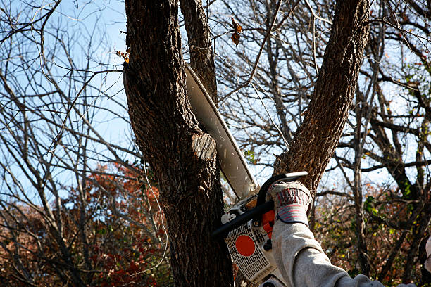 Best Firewood Processing and Delivery  in Five Corners, WA