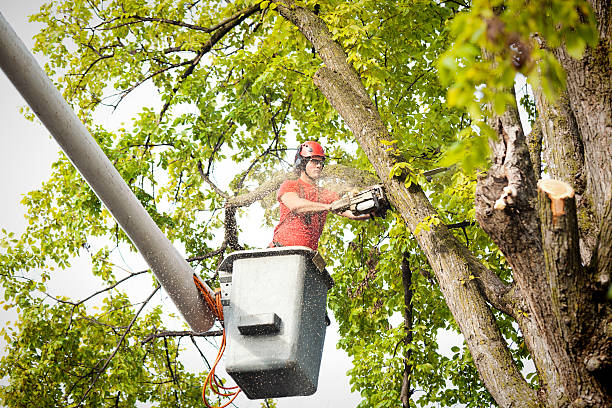 Best Emergency Tree Removal  in Five Corners, WA