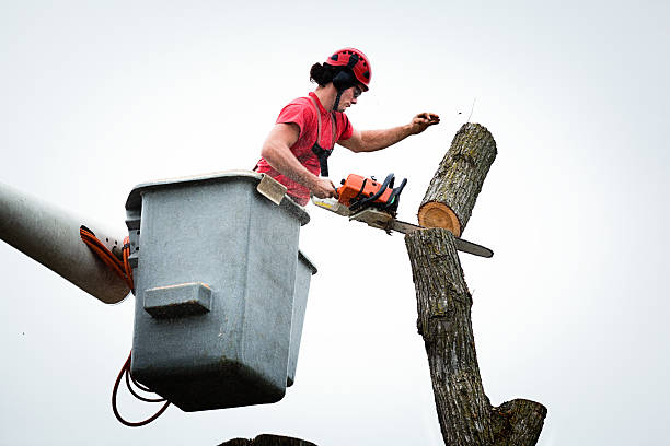 Best Tree Trimming and Pruning  in Five Corners, WA