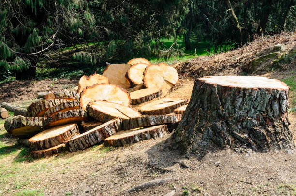 Best Storm Damage Tree Cleanup  in Five Corners, WA